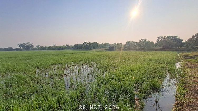 ไม่ใช่ ขายที่นาราคาถูก ดินดีน้ำดี เหมาะทำนาข้าว ไร่นาสวนผสม รูปที่ 4