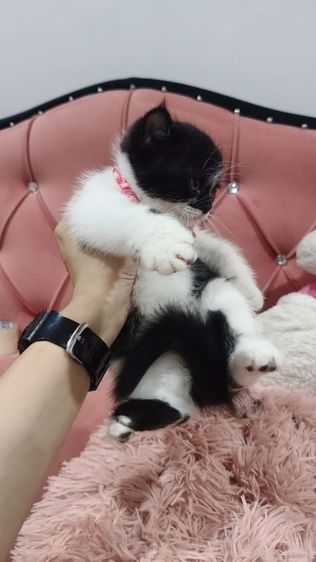 เด็กชาย ลายวัว🏡🏠😻❤️ สก็อตติช พร้อมย้าย รูปที่ 6