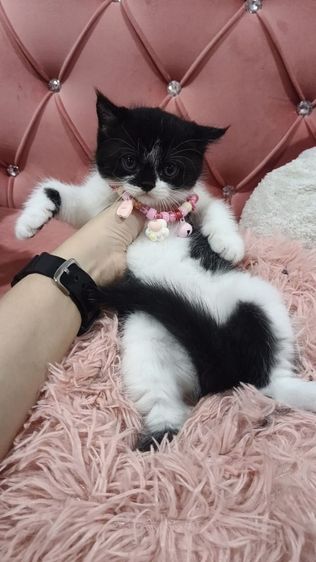 เด็กชาย ลายวัว🏡🏠😻❤️ สก็อตติช พร้อมย้าย