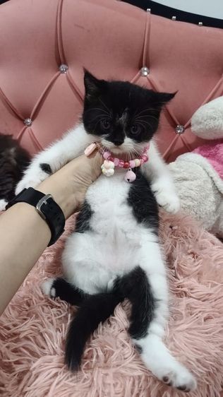 เด็กชาย ลายวัว🏡🏠😻❤️ สก็อตติช พร้อมย้าย รูปที่ 10