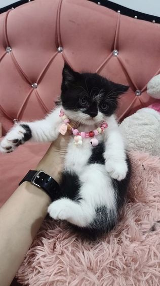 เด็กชาย ลายวัว🏡🏠😻❤️ สก็อตติช พร้อมย้าย รูปที่ 5