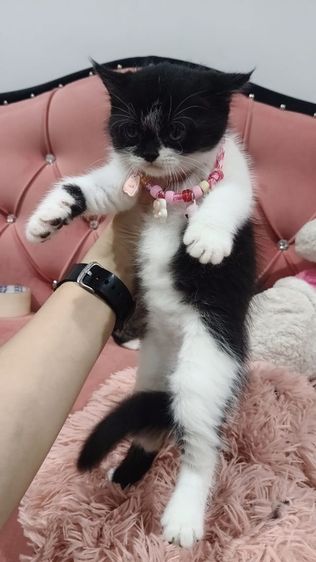 เด็กชาย ลายวัว🏡🏠😻❤️ สก็อตติช พร้อมย้าย รูปที่ 2