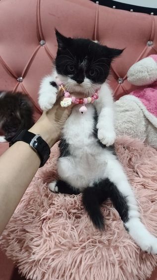 เด็กชาย ลายวัว🏡🏠😻❤️ สก็อตติช พร้อมย้าย รูปที่ 7