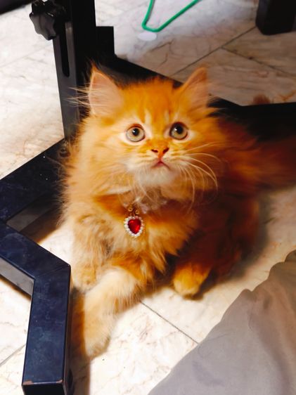 ลูกแมว Scottish Fold ขนยาว หน้ากลม  มารับเองลดให้ 2,000 บาท ถ้าส่งให้ลูกค้าส่งฟรีถึงบ้าน รูปที่ 3