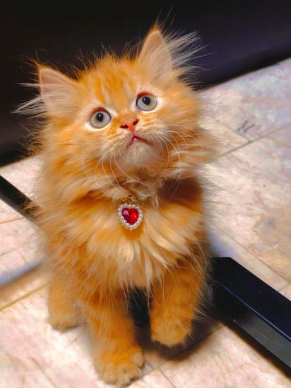 สก็อตติช โฟลด์ (Scottish Fold) ลูกแมว Scottish Fold ขนยาว หน้ากลม  มารับเองลดให้ 2,000 บาท ถ้าส่งให้ลูกค้าส่งฟรีถึงบ้าน