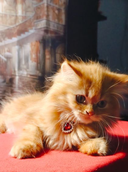 ลูกแมว Scottish Fold ขนยาว หน้ากลม  มารับเองลดให้ 2,000 บาท ถ้าส่งให้ลูกค้าส่งฟรีถึงบ้าน รูปที่ 6