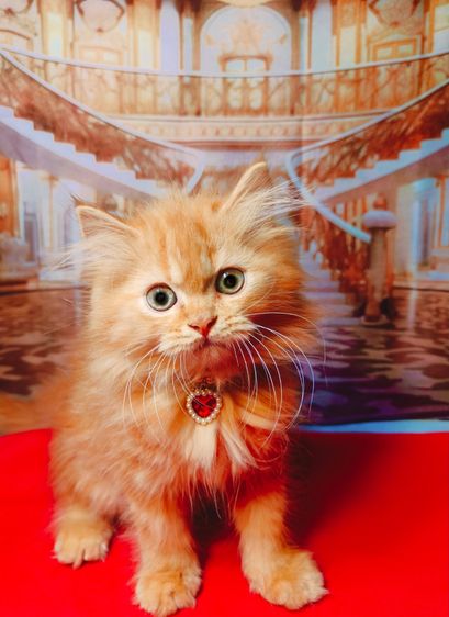 ลูกแมว Scottish Fold ขนยาว หน้ากลม  มารับเองลดให้ 2,000 บาท ถ้าส่งให้ลูกค้าส่งฟรีถึงบ้าน รูปที่ 2