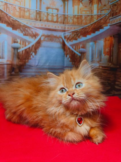ลูกแมว Scottish Fold ขนยาว หน้ากลม  มารับเองลดให้ 2,000 บาท ถ้าส่งให้ลูกค้าส่งฟรีถึงบ้าน รูปที่ 5