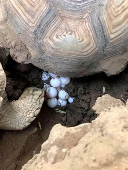 ลูกซู รูปที่ 6