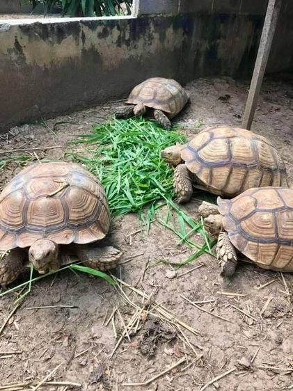 ลูกซู รูปที่ 7