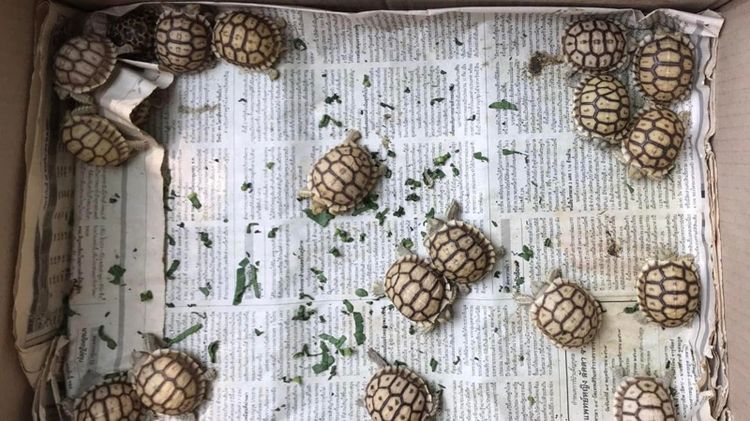 ลูกซู รูปที่ 4