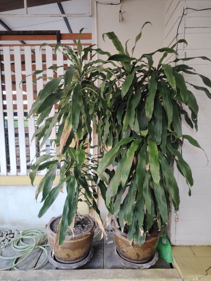 ต้นไม้จริง ต้นวาสนาพร้อมกระถางมังกร