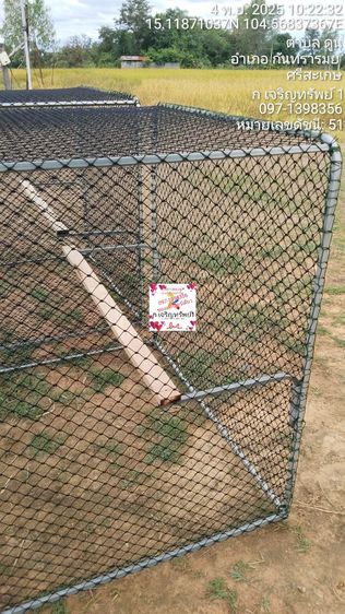 กรงชำไก่มีคอนไก่นอน รูปที่ 2