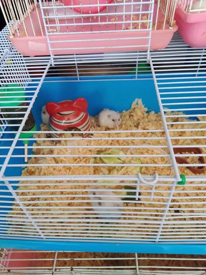 หนูแฮมเตอร์ รูปที่ 2