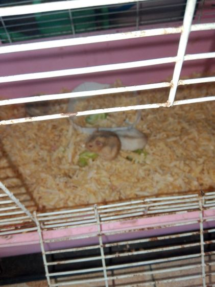 หนูแฮมเตอร์ รูปที่ 4