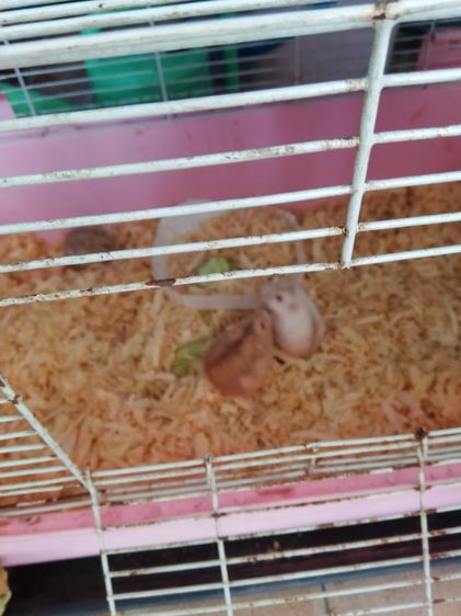 หนูแฮมเตอร์