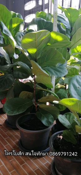 ต้นไม้จริง ไม้มงคลไทรใบสัก