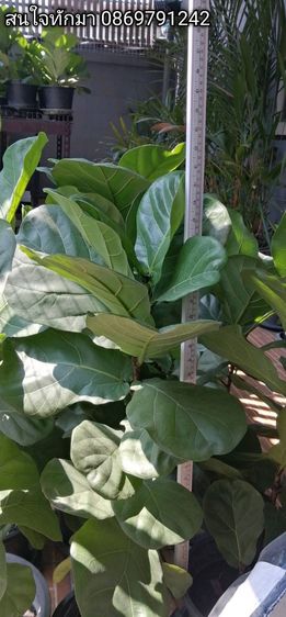 ไม้มงคลไทรใบสัก รูปที่ 2