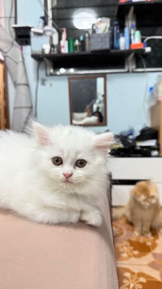 แมวเปอร์เซียสีขาวขนแน่น รูปที่ 3
