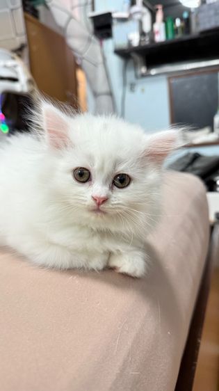 เปอร์เซีย (Persian) แมวเปอร์เซียสีขาวขนแน่น