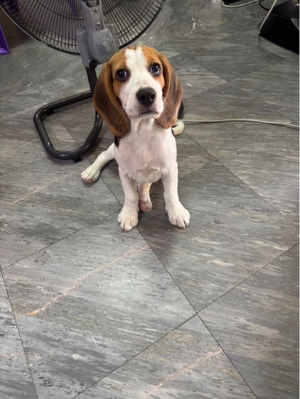 บีเกิ้ล 4เดือน รูปที่ 2