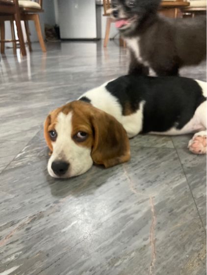 บีเกิ้ล 4เดือน รูปที่ 3