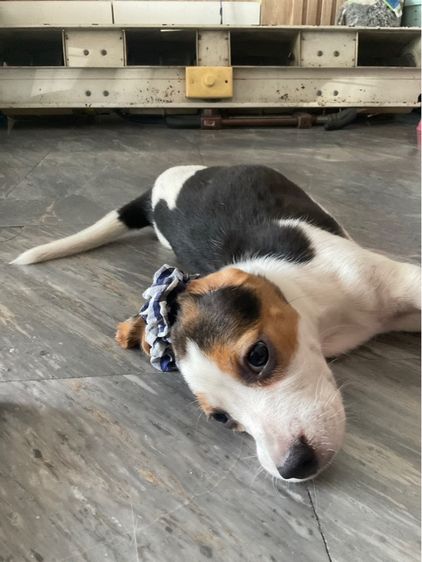 บีเกิล (Beagle) เล็ก บีเกิ้ล 4เดือน