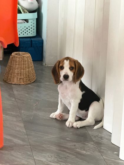 บีเกิ้ล 4เดือน รูปที่ 4