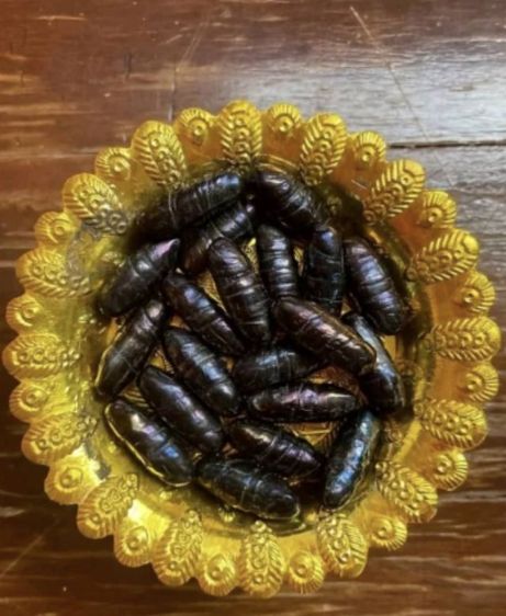 เหล็กไหลของแท้หลวงพ่อคง แวววาวสะท้อน7สี ลดจาก10,000 รูปที่ 3