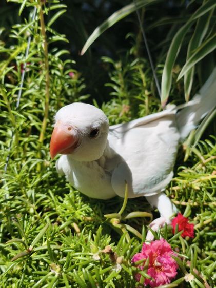 ลูกริงเน็ค Blue Lacewing รูปที่ 9