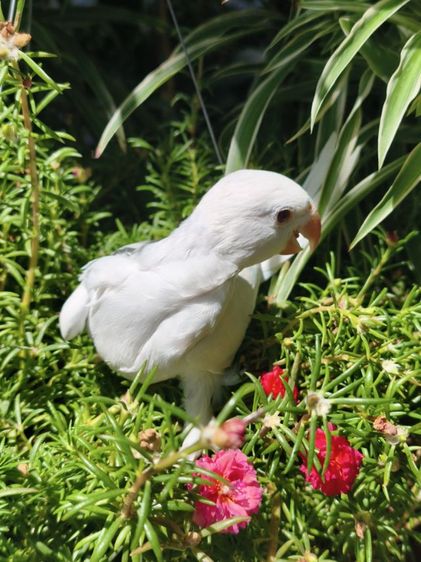 ลูกริงเน็ค Blue Lacewing รูปที่ 6