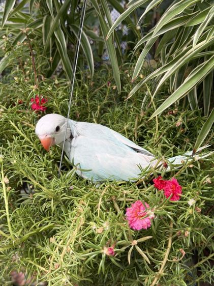 ลูกริงเน็ค Blue Lacewing รูปที่ 3