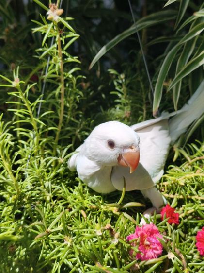 ลูกริงเน็ค Blue Lacewing รูปที่ 11