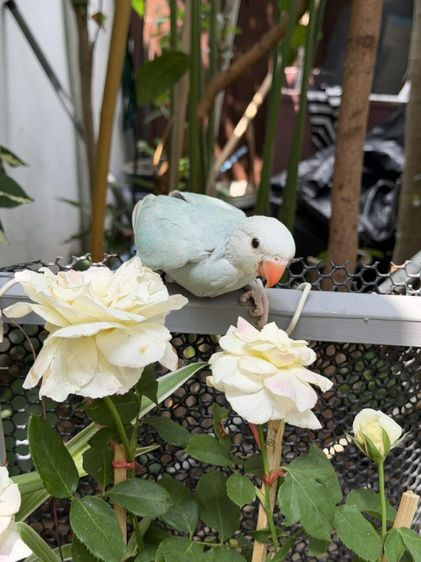 อื่นๆ ลูกริงเน็ค Blue Lacewing