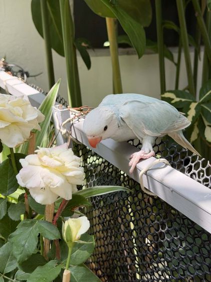 ลูกริงเน็ค Blue Lacewing รูปที่ 4