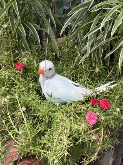 ลูกริงเน็ค Blue Lacewing รูปที่ 2