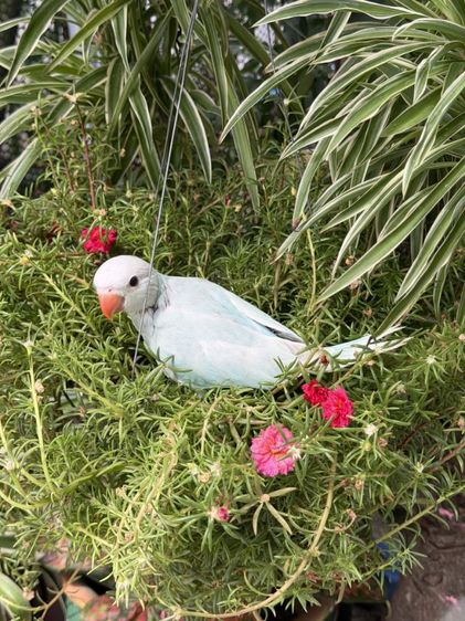 ลูกริงเน็ค Blue Lacewing รูปที่ 5