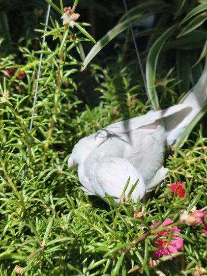 ลูกริงเน็ค Blue Lacewing รูปที่ 10