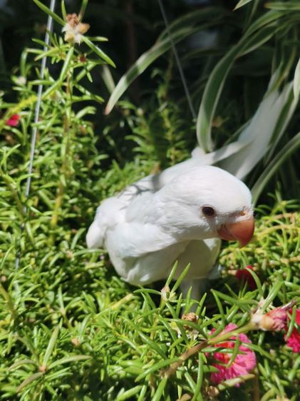 ลูกริงเน็ค Blue Lacewing รูปที่ 8