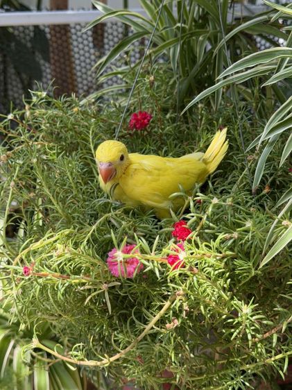 อื่นๆ ลูกริงเน็ค Lutino