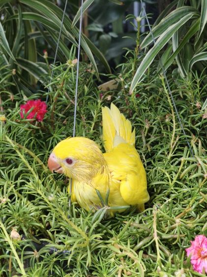 ลูกริงเน็ค Lutino รูปที่ 7