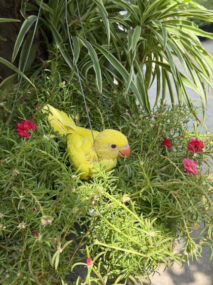 ลูกริงเน็ค Lutino รูปที่ 5