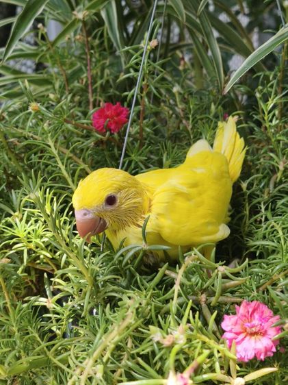 ลูกริงเน็ค Lutino รูปที่ 9