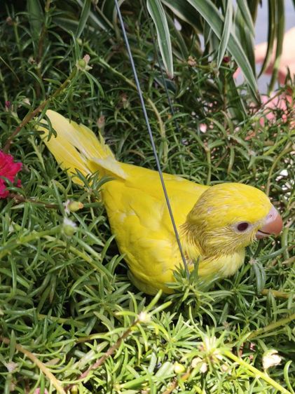 ลูกริงเน็ค Lutino รูปที่ 8