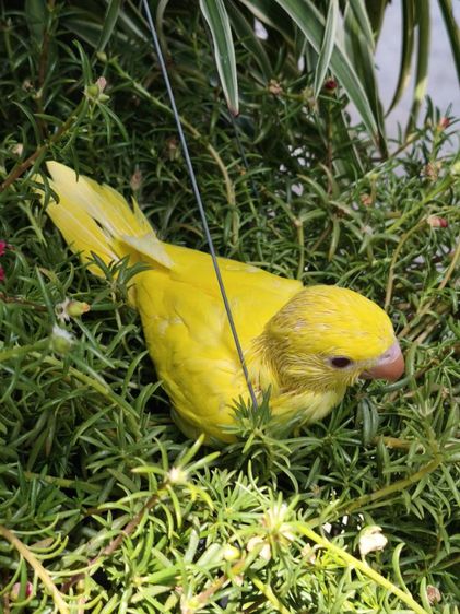 ลูกริงเน็ค Lutino รูปที่ 11