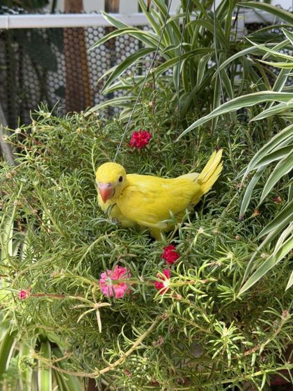 ลูกริงเน็ค Lutino รูปที่ 4