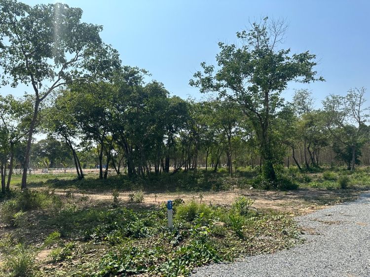 ไม่ใช่ ขายที่ดินเปล่า 1 ไร่ รูปที่ 2