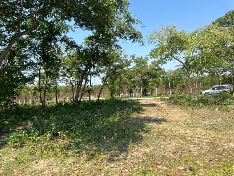 ไม่ใช่ ขายที่ดินเปล่า 1 ไร่ รูปที่ 4