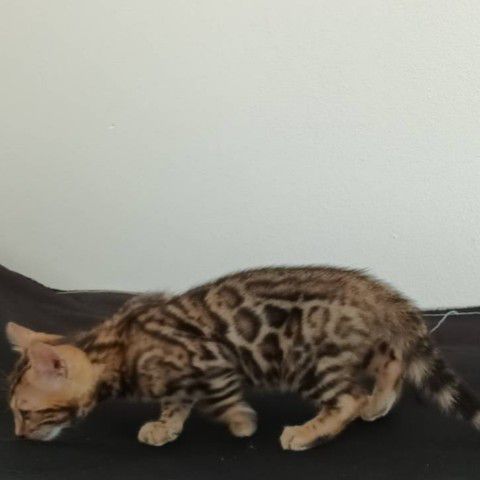 แมวเบงกอล รูปที่ 5