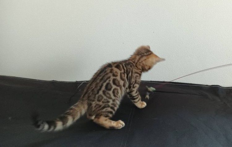 แมวเบงกอล รูปที่ 11